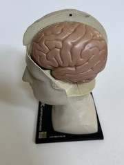 1974 Elavil MSD Merck Sharp Dohme Medical Head and Brain Advertising Display 8″