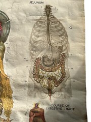 Vintage 1947 Nystrom Digestive System Lithograth Classroom Chart Poster