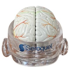 Lucite Head Skull Brain Model Medical Pharmaceutical Science Display – SEROQUEL