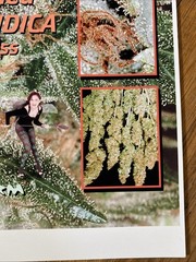 Vintage Medifarm Medical Marijuana Poster Sativa Indica 2002