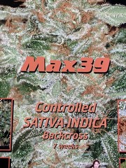 Vintage Medifarm Medical Marijuana Poster Sativa Indica 2002