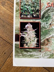 Vintage Medifarm Medical Marijuana Poster Sativa Indica 2002