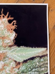 Vintage Medifarm Medical Marijuana Poster Sativa Indica 2002