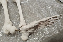 NEW (Vintage) Antique Display Skeleton 33” tall Searle Pfizer + Base COLLECTIBLE