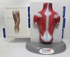 FLECTOR Patch Back Muscles Doctor 3D Display Advertising Model Used