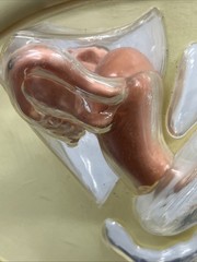 VTG 1950s Female Vaginal Medical Anatomy Model Ortho Pharmaceutical Raritan N.J.