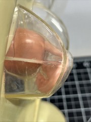 VTG 1950s Female Vaginal Medical Anatomy Model Ortho Pharmaceutical Raritan N.J.