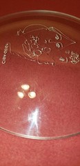 1979 CIBA-GEIGY LOGO PHARMA COMMEMORATIVE PLATE E.KATLIN ARTWORK SIGNED