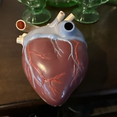 1960’s Merck Sharp Dohme Heart Model Plus Free Kidney Look