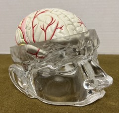 Seroquel Brain Model Pharmaceutical Advertising Display Research