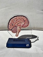 Imitrex 3D 9″ Neuroanatomy Model w Legend Brain Anatomy Medical Advertising