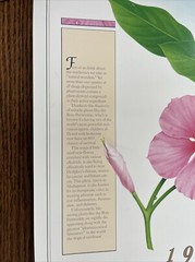 Vintage 1991 Rosy Periwinkle Pharmacy History Pharmacist Poster Afrin Promo