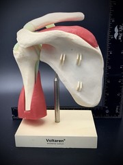 Vintage Voltaren Shoulder Joint Model Anatomical Rotator Cuff Musculature Promo