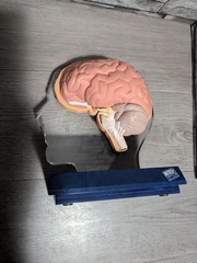 Imitrex 3D 9″ Neuroanatomy Model w Legend Brain Anatomy Medical Science Decor