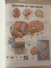 Drug rep 14″X11″ book bound Anatomic Charts