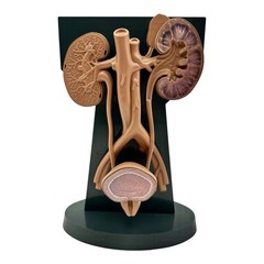 URINARY TRACT ANATOMY MODEL Medical DISPLAY Pharmaceutical RX Advertising Roche