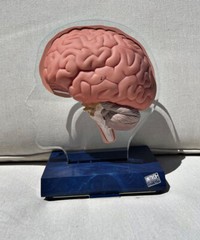 Imitrex 3D 9″ Neuroanatomy Model w Legend Brain Anatomy Medical Advertising