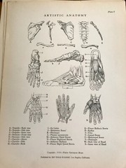 1930 Anatomical drawing Set Of 50 „Plates“ From The Art Guild Academy Of LA