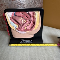 Vintage Viagra Detrol LA s Anatomy Model Pfizer Informational Pull Out Cards