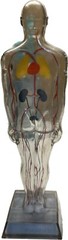 RARE DIURIL VINTAGE MEDICAL ADVERTISING ANATOMY FIGURINE VISIBLE MALE MERCK & CO