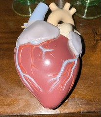 1960’s Merck Sharp Dohme Heart Model Plus Free Kidney Look