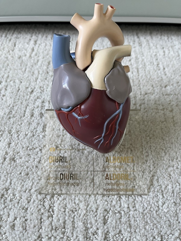 Vintage Merck Sharp Dohme Anatomical Heart Model Diuril Aldomet Drug Rep