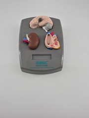 RARE ODDITIY NORVASC MEDICAL DISPLAY BRAIN HEART KIDNEY COLLECTIBLE