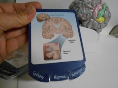 Human Brain Model Medical Doctor Office Display Teaching Education Study Science