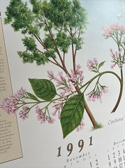 Vintage 1991 Cinchona Tree Pharmacy History Pharmacist Poster Afrin Promo Swag