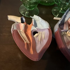 1960’s Merck Sharp Dohme Heart Model Plus Free Kidney Look