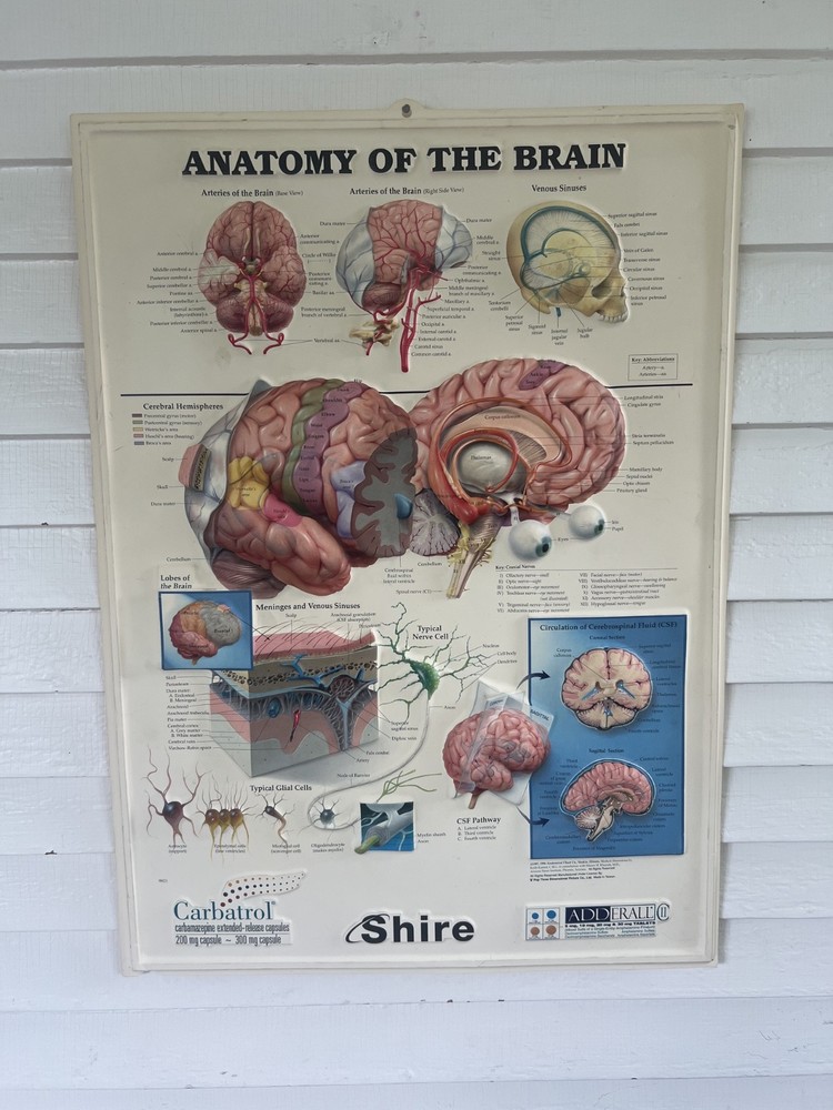 Rare Vintage ADDERALL Shire 3D Anatomy of the Brain Pharmaceutical Medical Chart