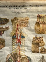 Vintage 1947 Nystrom Digestive System Lithograth Classroom Chart Poster
