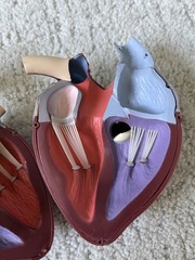 Vintage Merck Sharp Dohme Anatomical Heart Model Diuril Aldomet Drug Rep