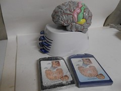 Human Brain Model Medical Doctor Office Display Teaching Education Study Science