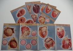18 Ciba Pharmaceutical Folders w/ Color Plates – Pathology Anatomy War Injuries