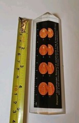 RENESE Pfizer Pharmaceutical Promo Vintage 1964 LUCITE Advertising Ruler