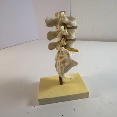 VINTAGE GEIGY Lumbar Spine Anatomical Model Medical School Doctor Display
