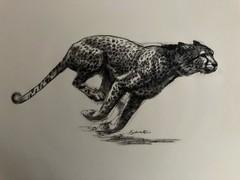 Astra Pharmaceutical 10th Anniversary Animal Prints Xylocaine D. Schwartz 1950s