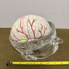 Seroquel Brain Model Pharmaceutical Advertising Display Research