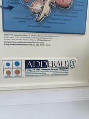 Rare Vintage ADDERALL Shire 3D Anatomy of the Brain Pharmaceutical Medical Chart