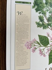 Vintage 1991 Cinchona Tree Pharmacy History Pharmacist Poster Afrin Promo Swag