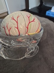 Vintage Seroquel Head Brain Anatomy Pharma Design Sales Display Removable Brain