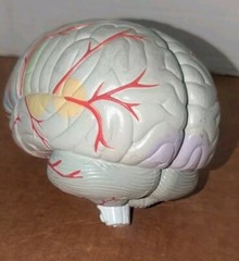 Lucite Head Skull Brain Model Medical Pharmaceutical Science Display – SEROQUEL