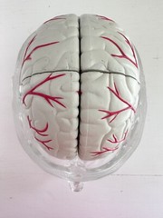 UCB Pharma Lucite Head Skull Brain Model Medical Pharmaceutical Science Display