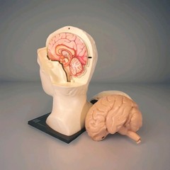 Vintage ELAVIL Anatomical Head w/ Removable Brain 1970s MSD Pharmaceutical Promo