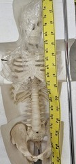 NEW (Vintage) Antique Display Skeleton 33” tall Searle Pfizer + Base COLLECTIBLE