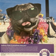 2004 Advair GSK Promo PRINT AD Pug Dog Sunglasses Lei Beach Go Travel Pharma 00s