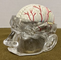 Seroquel Brain Model Pharmaceutical Advertising Display Research