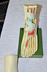 c1960s MEDICAL MODEL Anatomical FOOT Muscles Bones Dohme Indocin