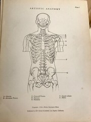 1930 Anatomical drawing Set Of 50 „Plates“ From The Art Guild Academy Of LA